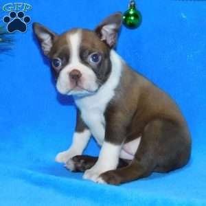 Lily, Boston Terrier Puppy